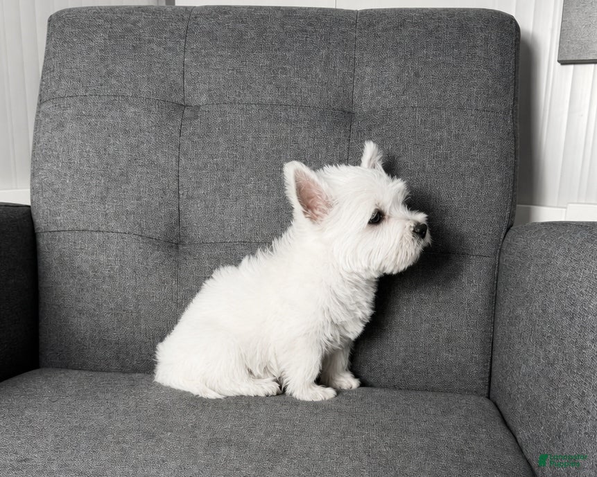 West Highland Terrier dogs Monroo (AKC) - Ad 1