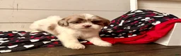 Shihpoo dogs for sale: Beau - Ad 22