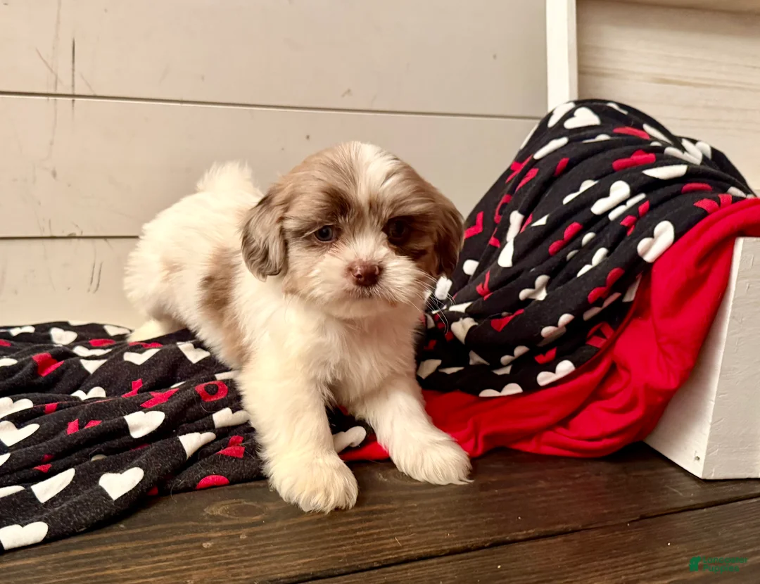 Shihpoo dogs for sale: Beau - Ad 22