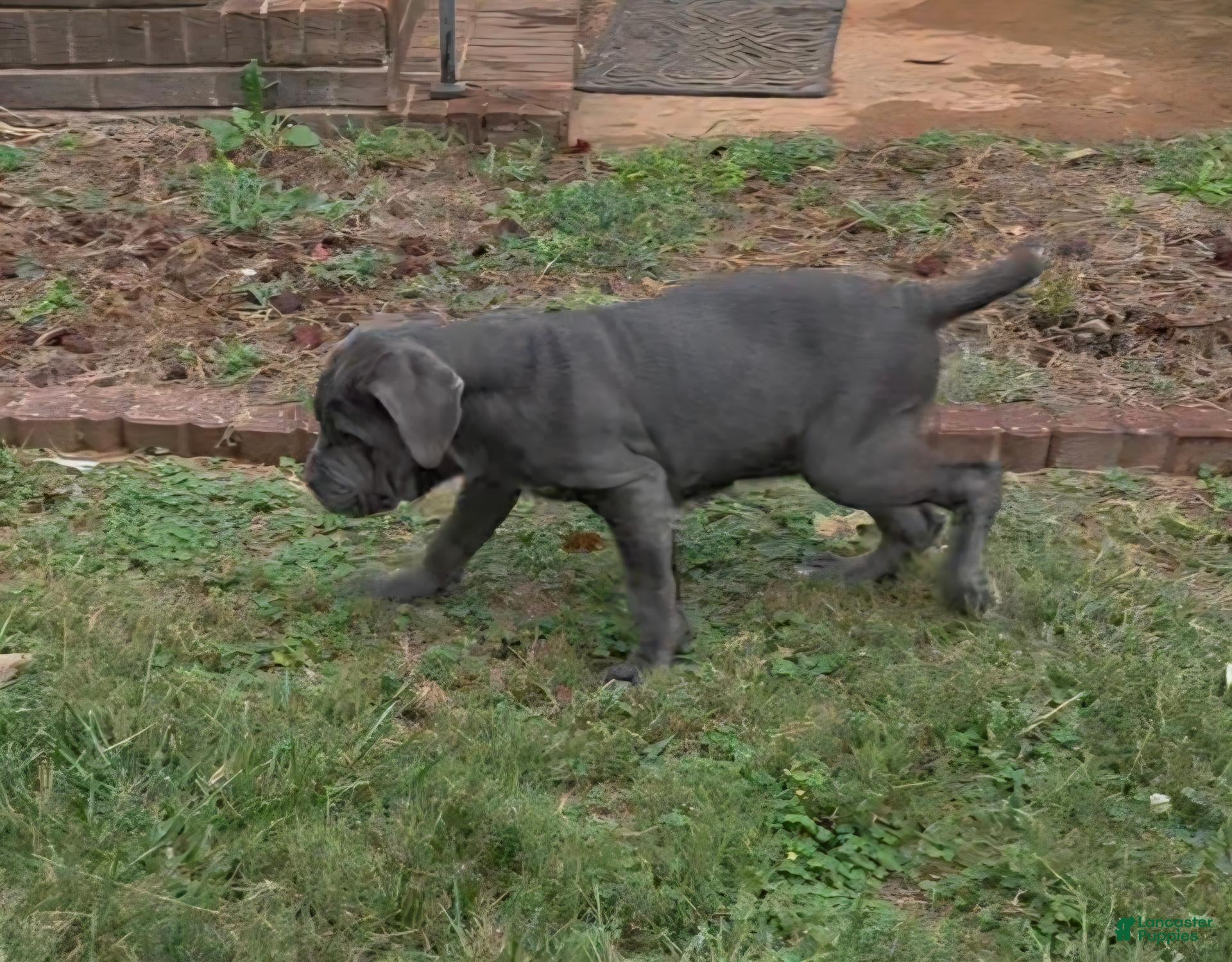 Neapolitan Mastiff dogs Annabelle  - Ad 2