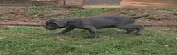 Neapolitan Mastiff dogs for sale: Annabelle  - Ad 2