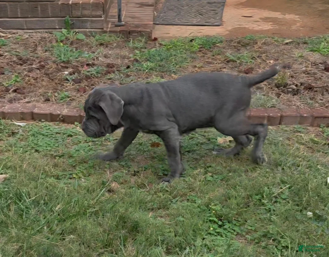 Neapolitan Mastiff dogs for sale: Annabelle  - Ad 2