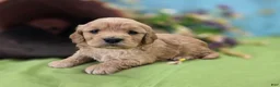 Cockapoo dogs for sale: Knotty - Ad 21