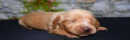 Miniature Dachshund dogs for sale: Miniature Dachshund Puppy 5 - Ad 6