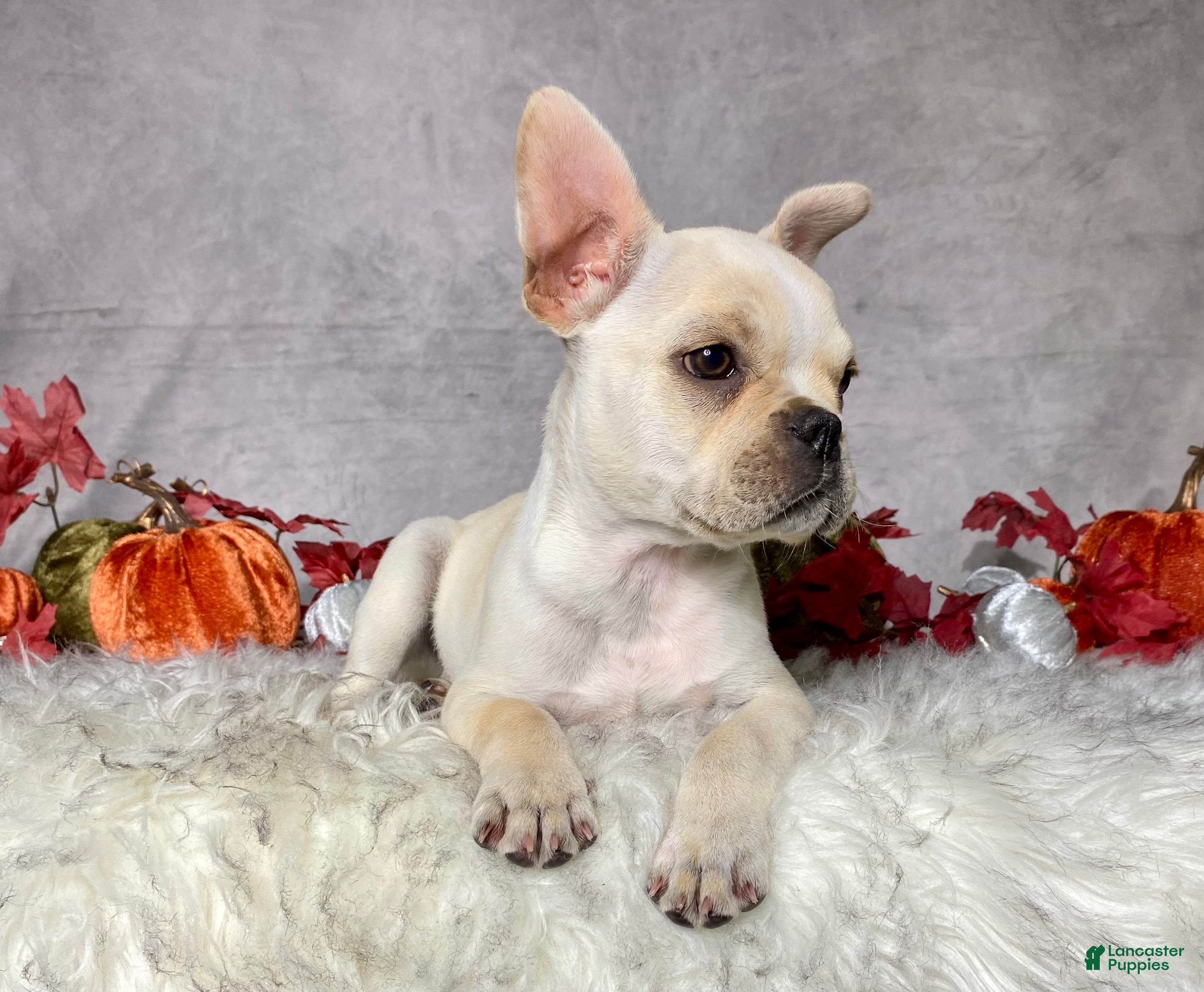 Frenchton dogs Mr. Oliver  - Ad 2