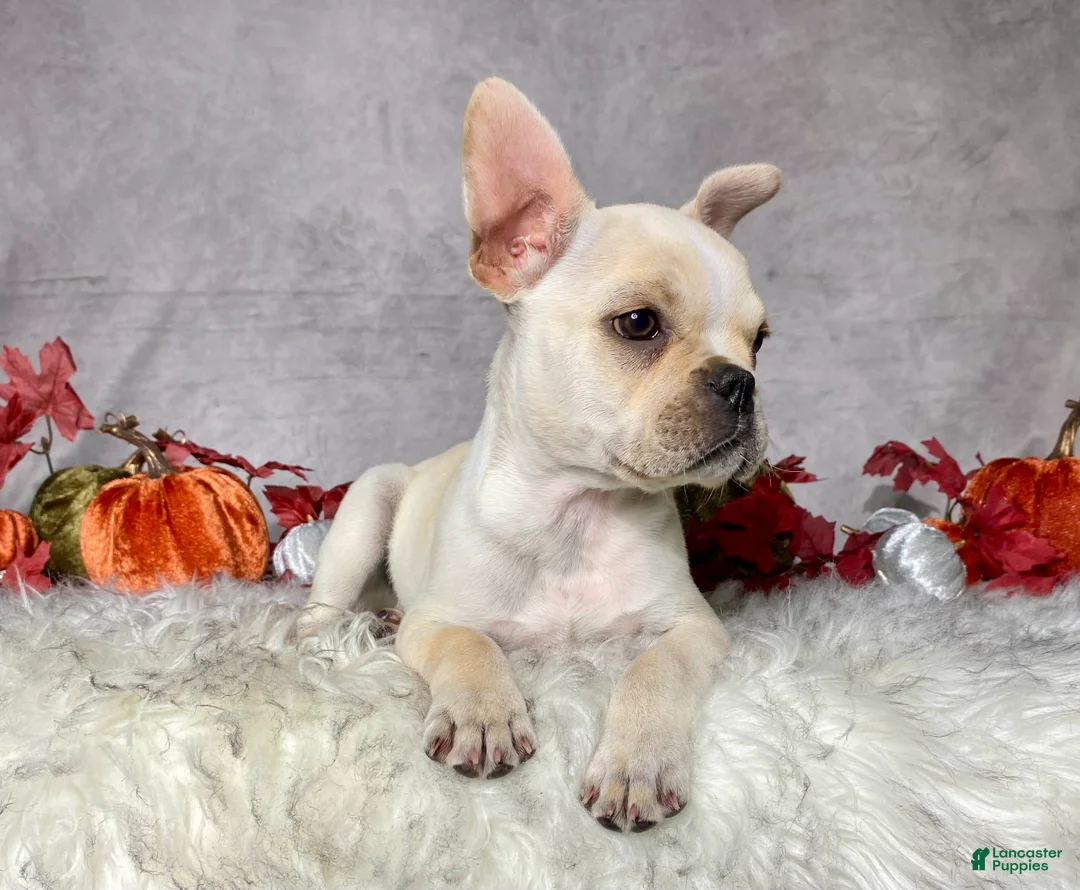 Frenchton dogs for sale: Mr. Oliver  - Ad 2