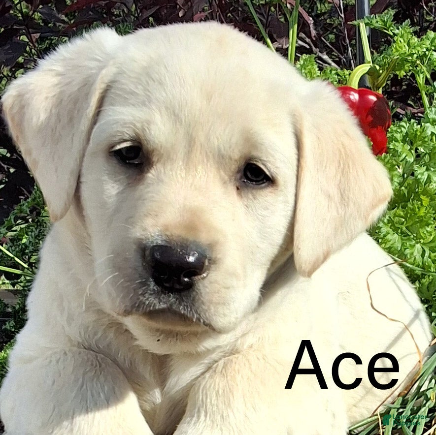 Labrador Retriever dogs for sale: Ace Labrador Retriever 2 - Ad 2