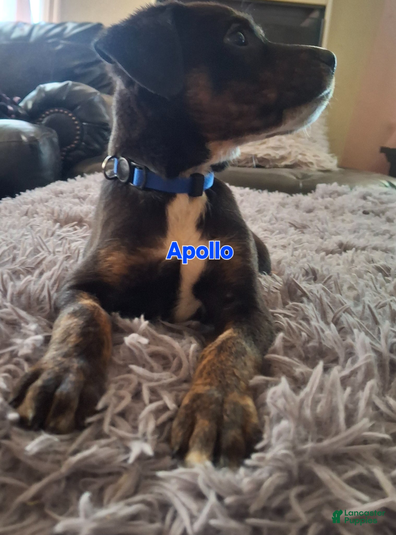 Mixed Breed dogs Mixed Breed Puppy 1 - Ad 12