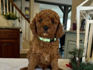 Mini Goldendoodle dogs Bentley - Ad 38