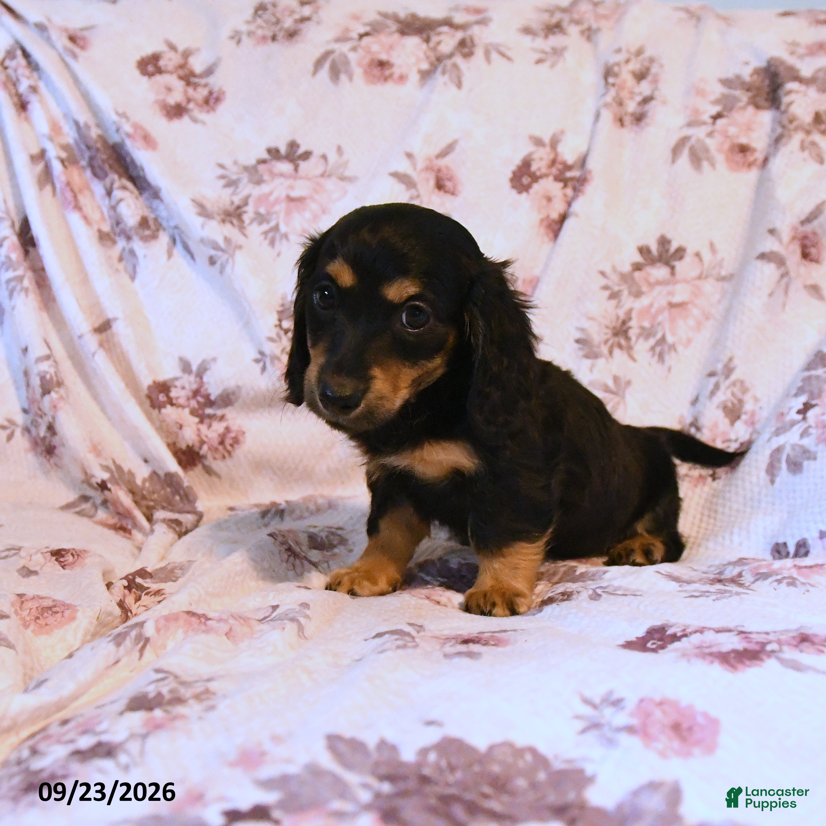 Miniature Dachshund dogs Brooke - Ad 1