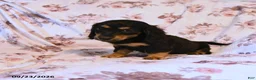 Miniature Dachshund dogs for sale: Brooke - Ad 1