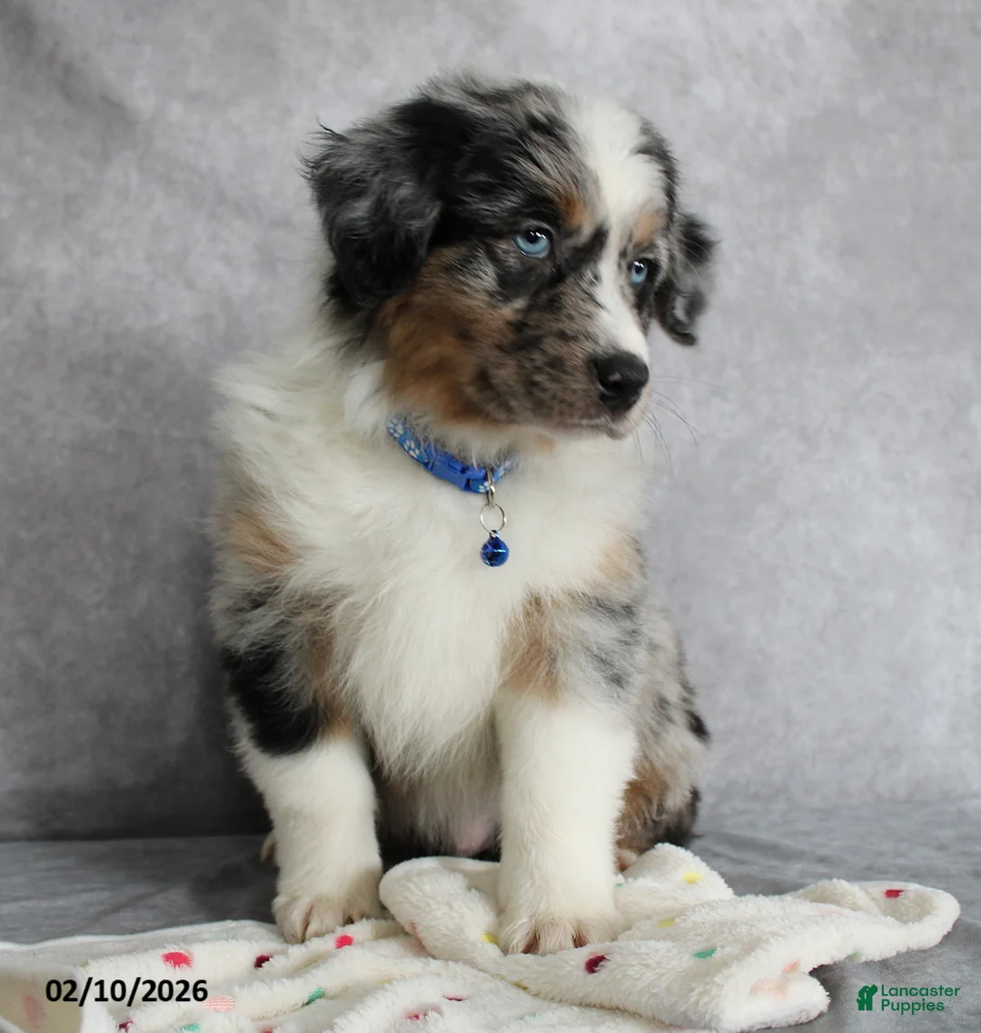 Australian Shepherd dogs for sale: Blu  - Ad 3