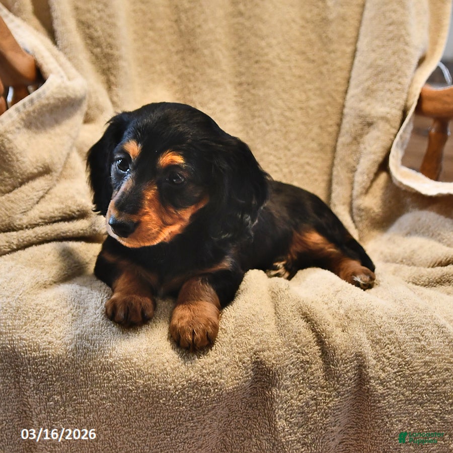Miniature Dachshund dogs Cindy - Ad 2