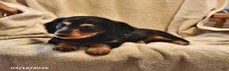 Miniature Dachshund dogs for sale: Cindy - Ad 2