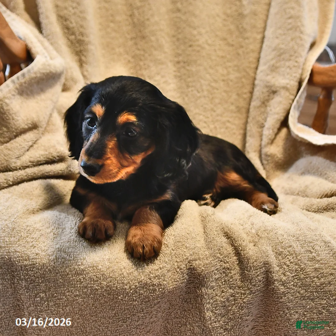 Miniature Dachshund dogs for sale: Cindy - Ad 2