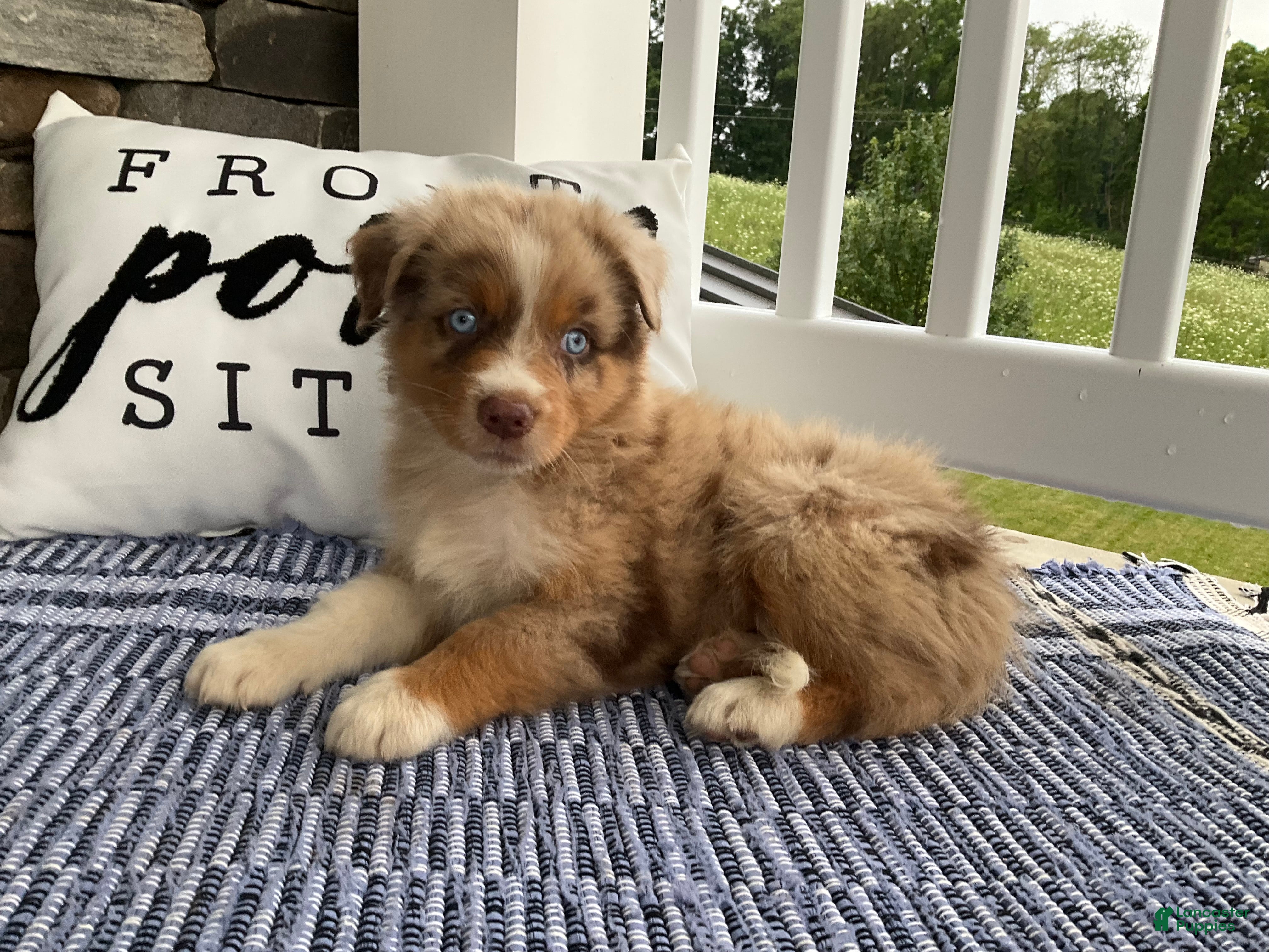 Australian Shepherd dogs Skylar - Ad 1