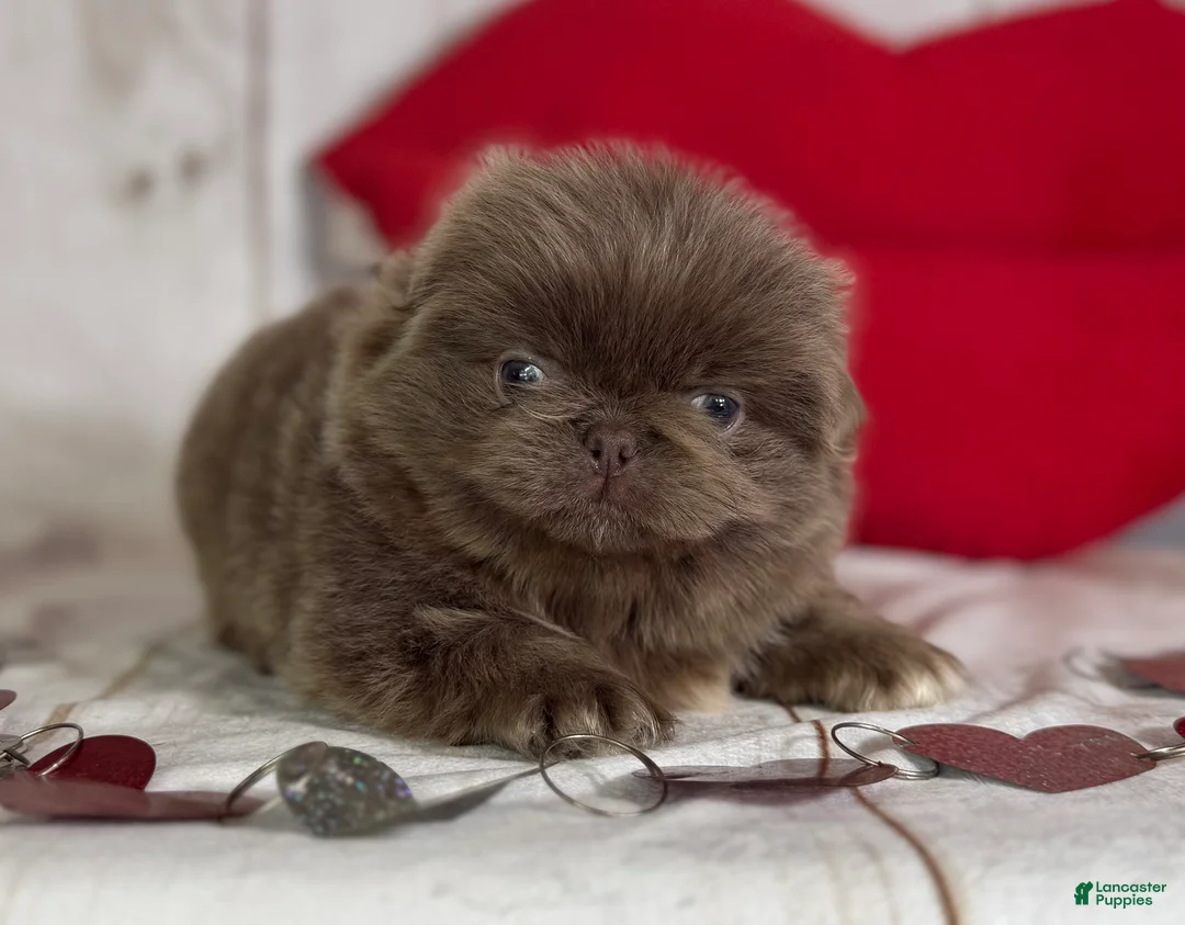 Pekingese dogs for sale: AKC DNA OFA Buddy lilac - Ad 15