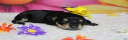 Schnoodle dogs for sale: Rose - Ad 2