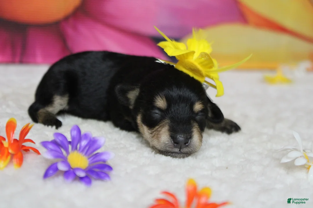 Schnoodle dogs for sale: Rose - Ad 2