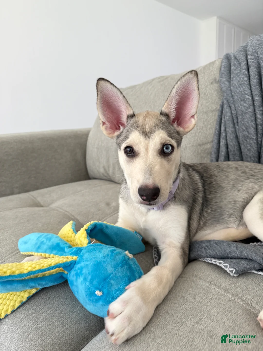 Mixed Breed dogs for sale: Mixed Breed Puppy 1 - Ad 1