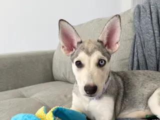 Mixed Breed dogs Mixed Breed Puppy 1 - Ad 35