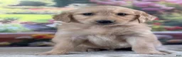 Golden Retriever dogs for sale:  Pilot - Ad 4