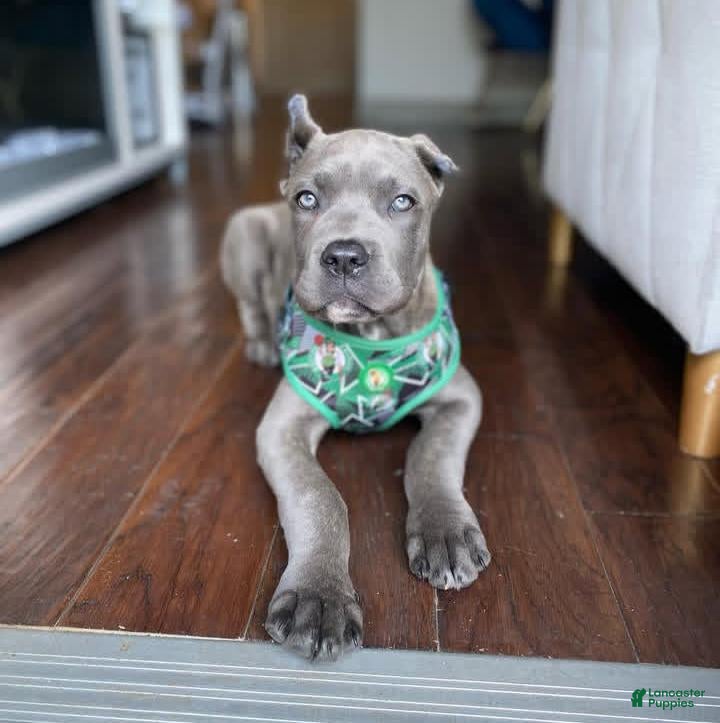 Cane Corso dogs for sale: Maximus the Male - Ad 4