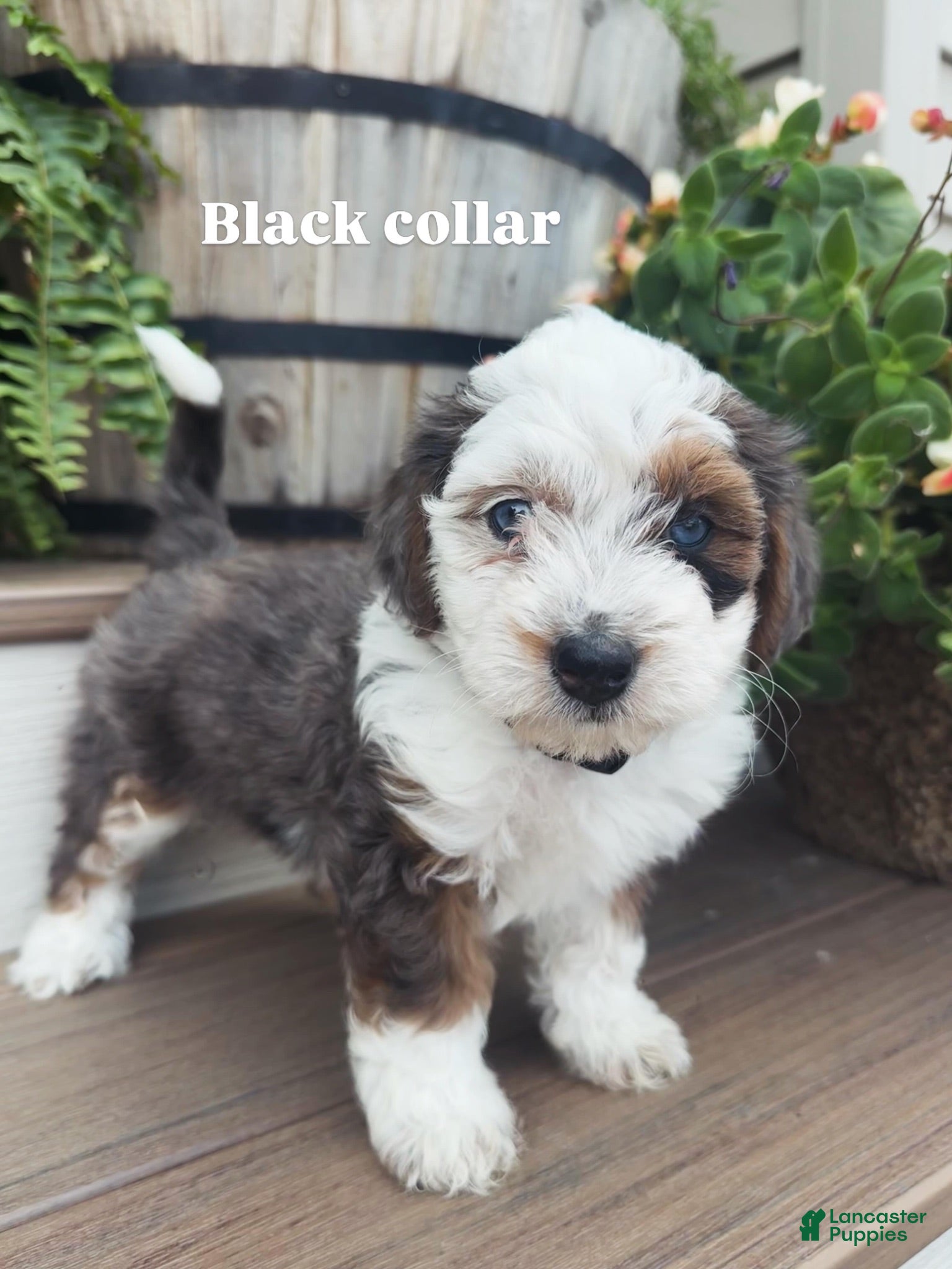 Mini Bernedoodle dogs Black collar male  - Ad 1