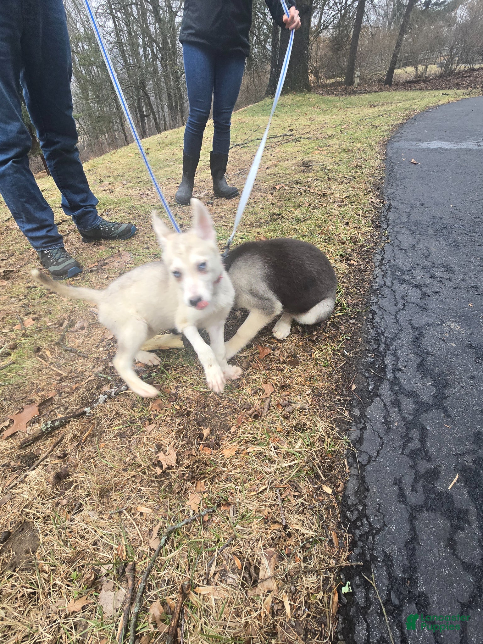 Gerberian Shepsky dogs Yuki - Ad 2