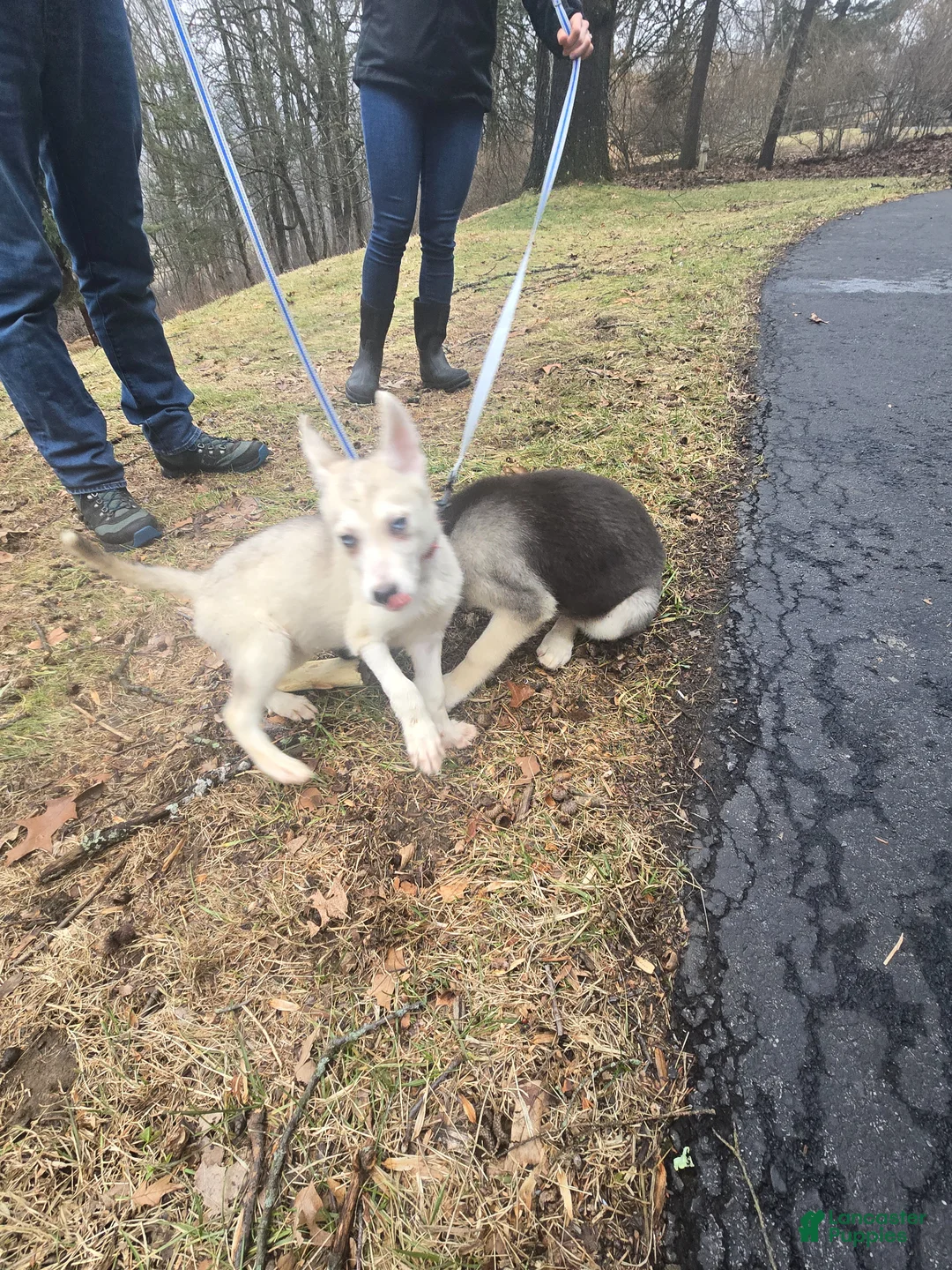 Gerberian Shepsky dogs for sale: Yuki - Ad 2