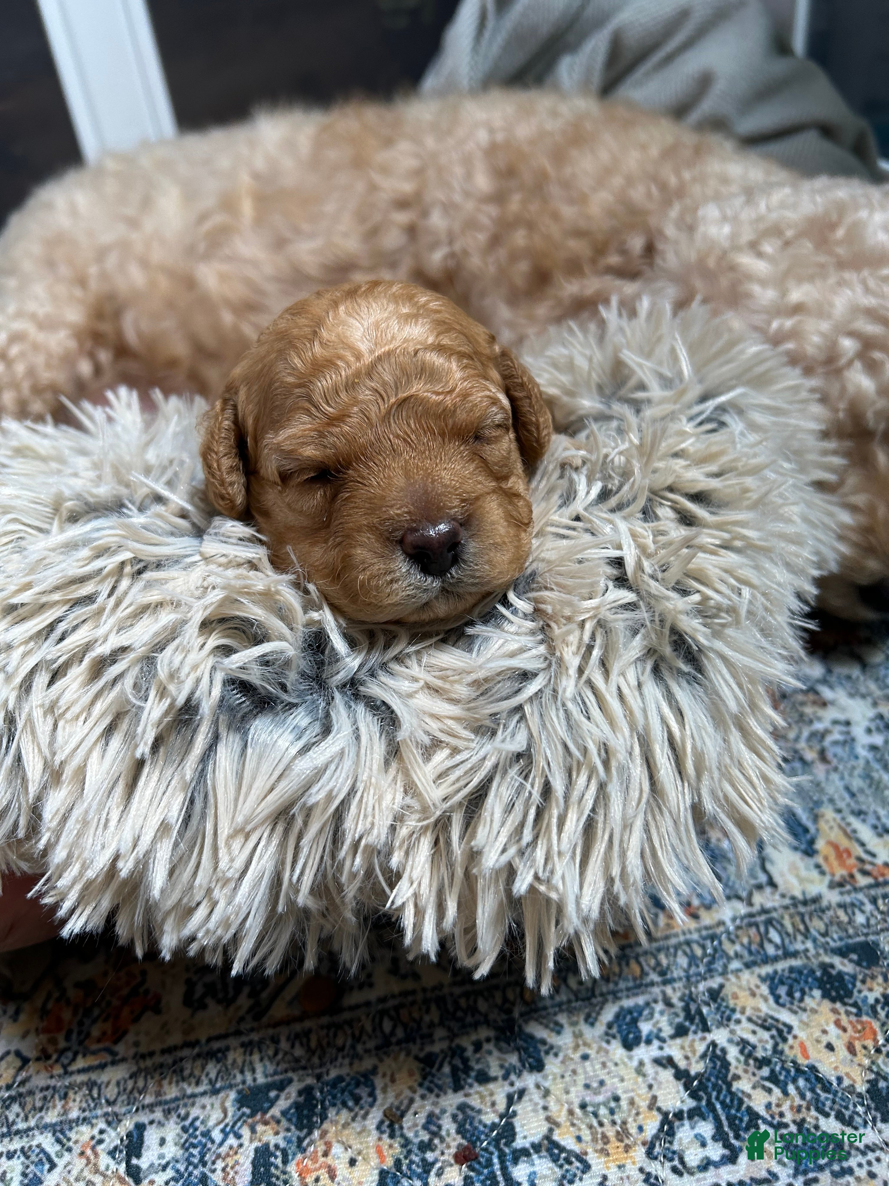 Mixed Breed dogs  1 - Ad 1