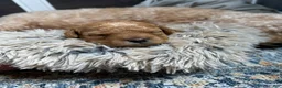 Mixed Breed dogs for sale:  1 - Ad 1
