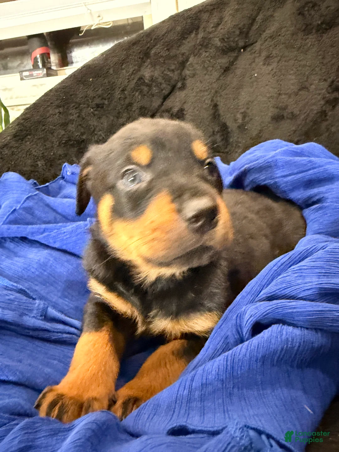 Rottweiler dogs for sale: Rottweiler Puppy 1 - Ad 43