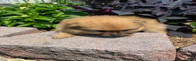 Pomeranian 3