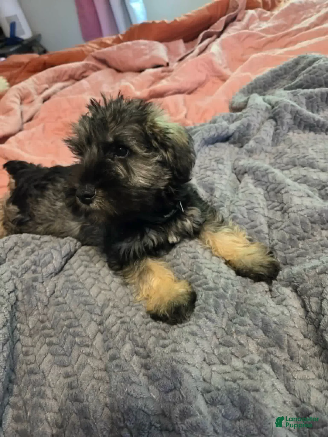 Miniature Schnauzer dogs for sale: Black Collar - Ad 1