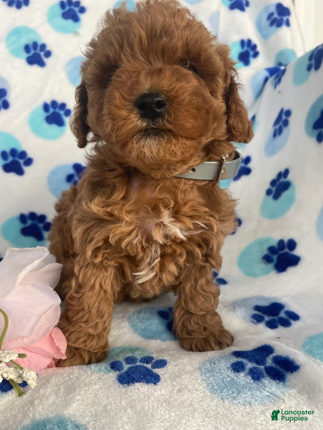 Toy Poodle dogs for sale: Fifi - Ad 2