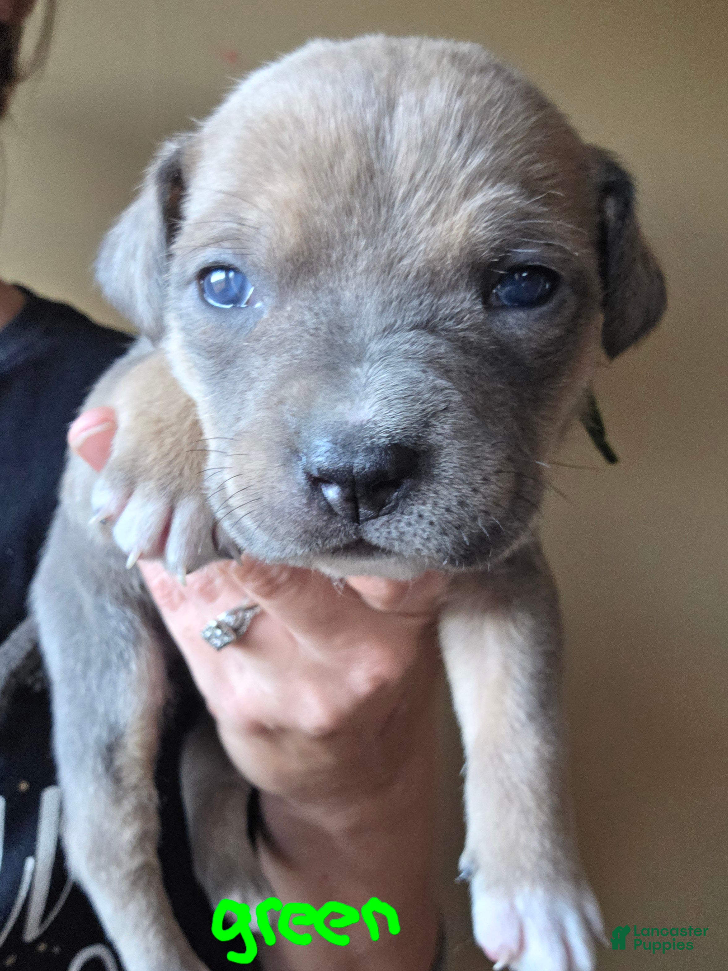 Mixed Breed dogs Hermes - Ad 22