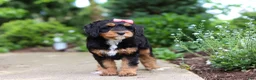 Mini Bernedoodle dogs for sale: Nala - Ad 2