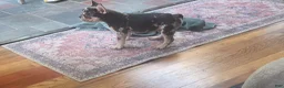 French Bulldog dogs for sale: CHOCO - Ad 7