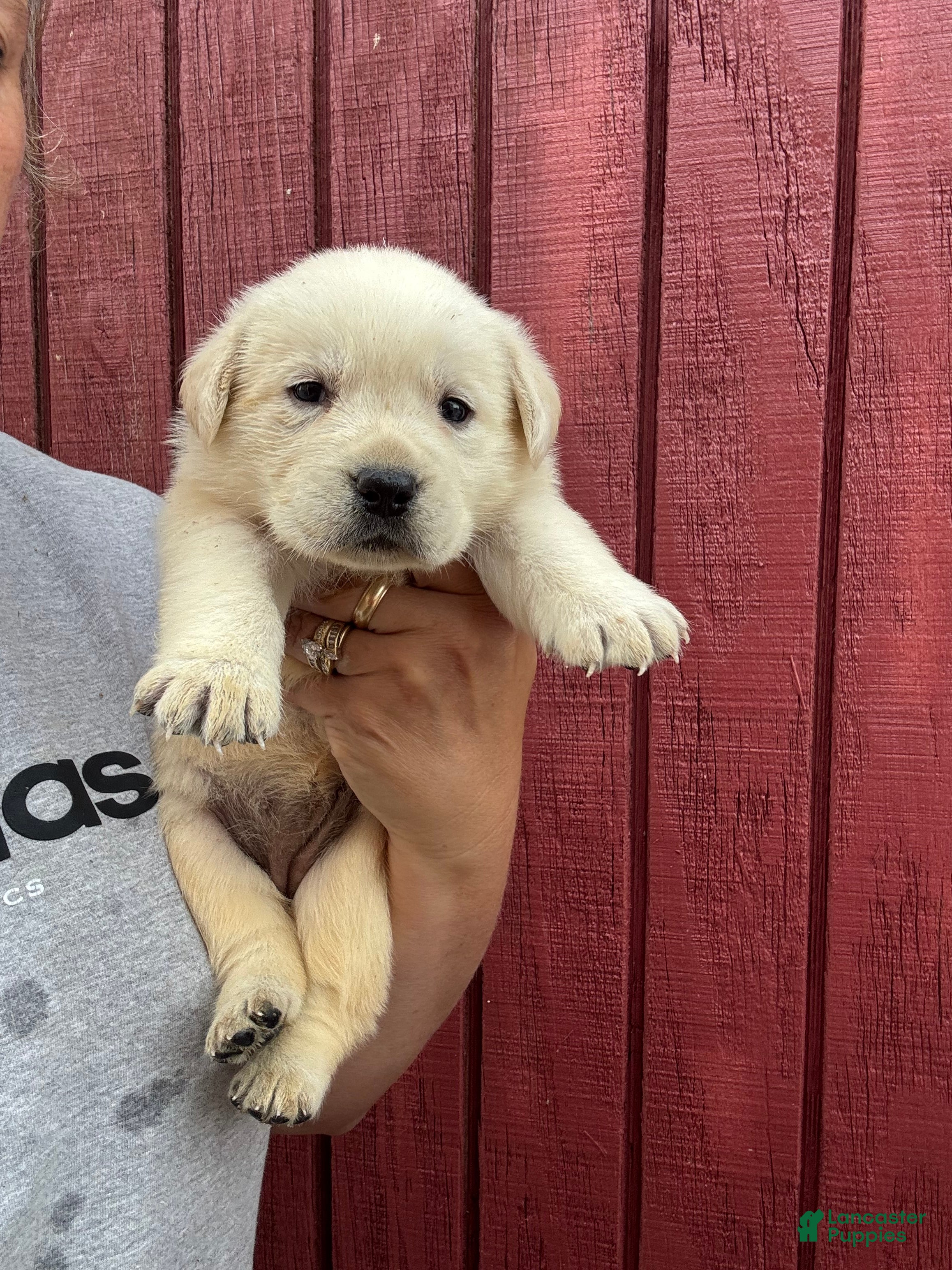 Labrador Retriever dogs for sale: Labrador Retriever Puppy 5 - Ad 6