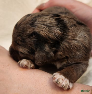 Mini Aussiedoodle dogs for sale: Daisy_Female Blue Merle - Ad 6