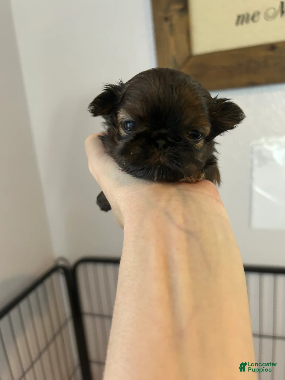 Shih Tzu dogs for sale: Sterling - Ad 2