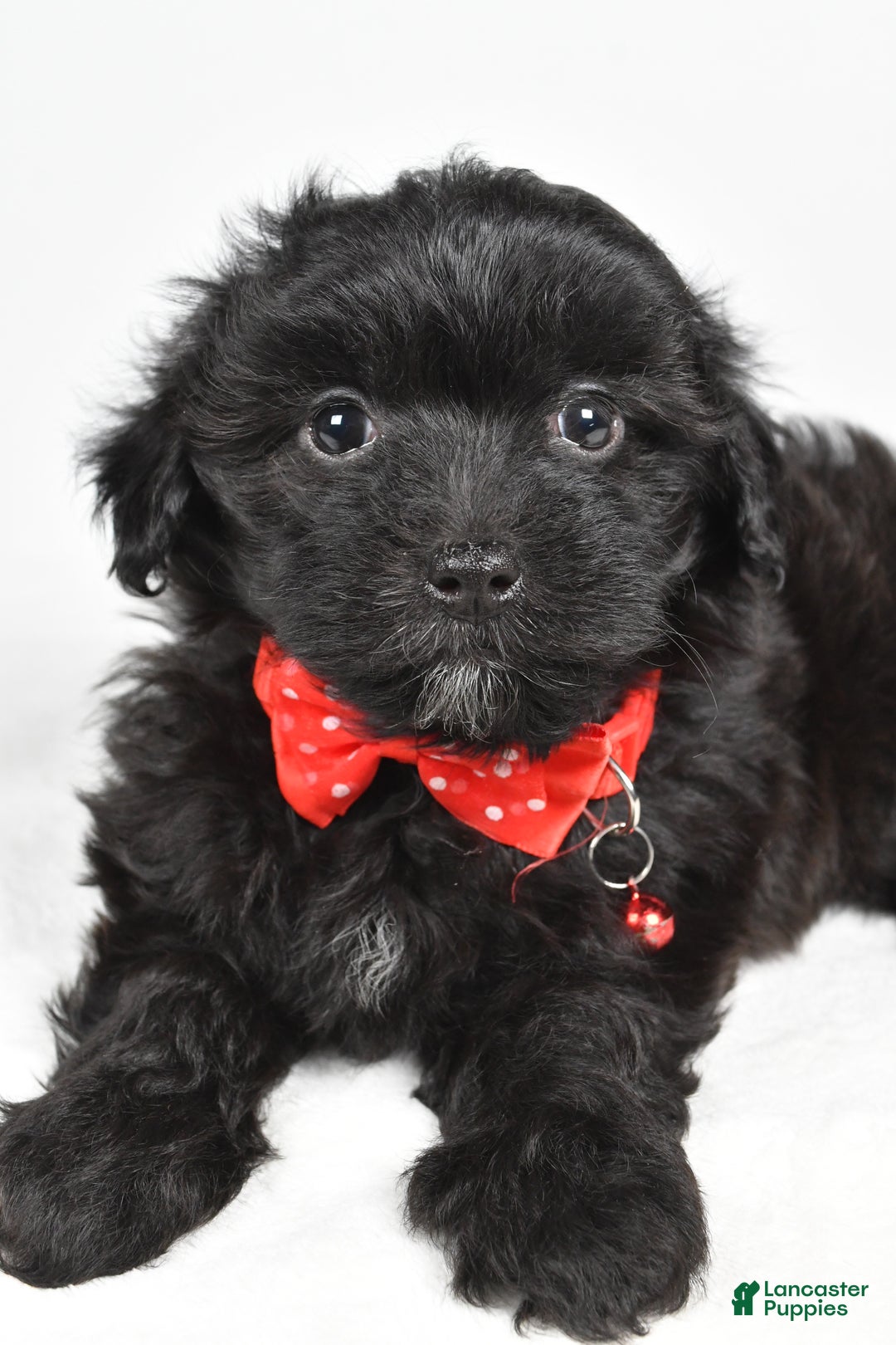 Maltipoo dogs for sale: Midnight - Ad 5