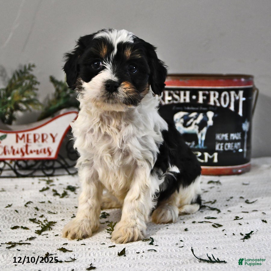 Cavapoo dogs Bear - Ad 37