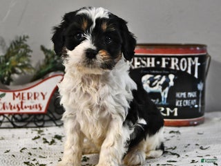 Cavapoo dogs Bear - Ad 20