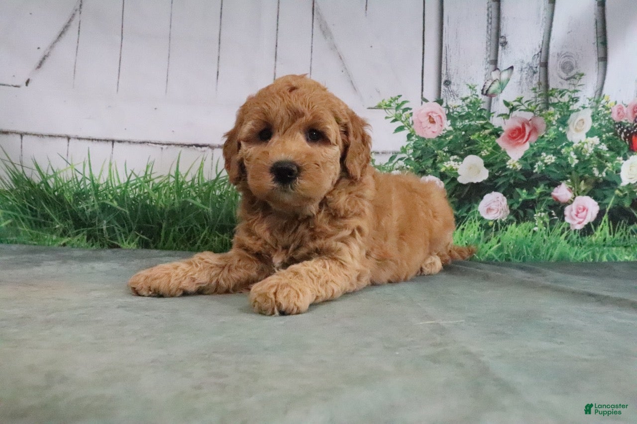 Mini Goldendoodle dogs Tesa - Ad 2