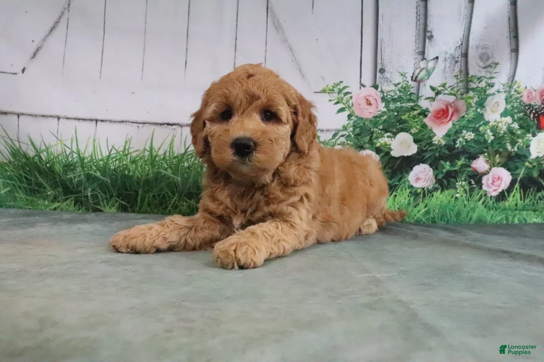 Mini Goldendoodle dogs for sale: Tesa - Ad 2
