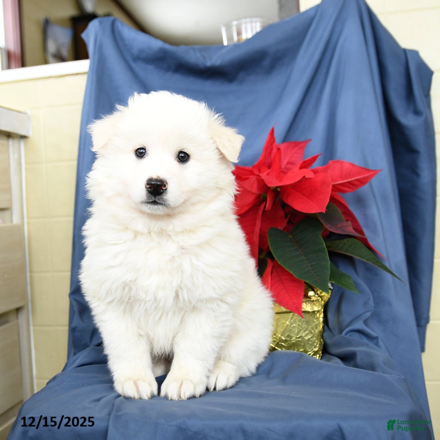 Mixed Breed dogs Clifford - Ad 22