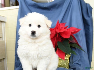 Mixed Breed dogs Clifford - Ad 4