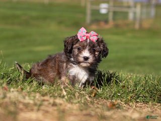 Shihpoo dogs Lila - Ad 21